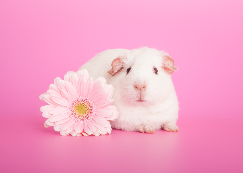 Dierenkaart | Cavia met bloem | Roze - Dierenkaarten Dierenkaarten - Dierenkaart | Cavia met bloem | Roze