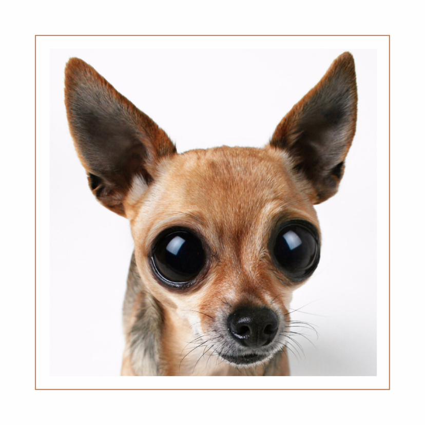 Dierenkaart Chihuahua - Dierenkaarten Dierenkaarten - Dierenkaart Chihuahua