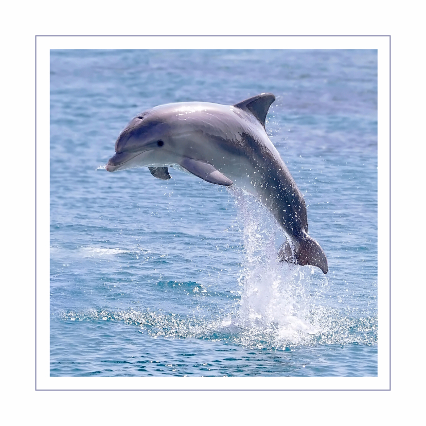Dierenkaarten - Dierenkaart Dolfijn