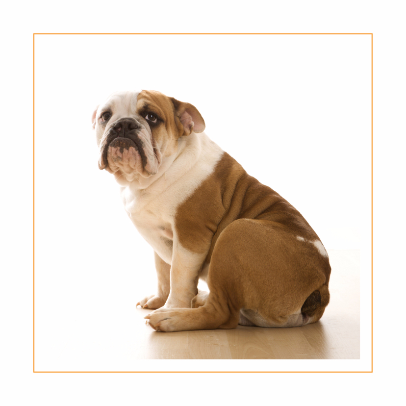 Dierenkaarten - Dierenkaart Engelse bulldog