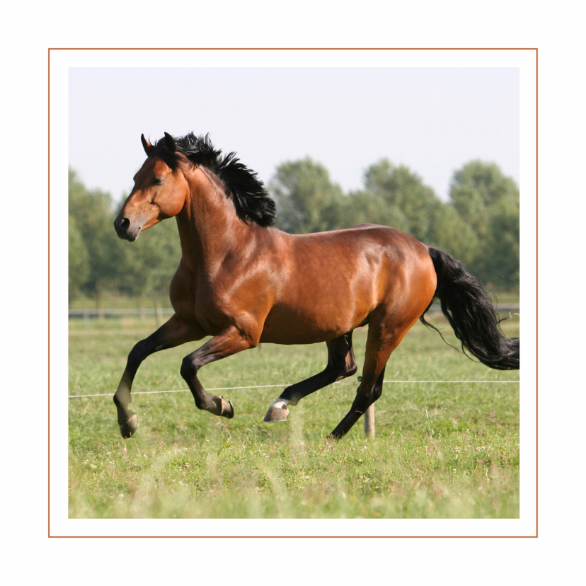 Dierenkaart galopperend paard - Dierenkaarten Dierenkaarten - Dierenkaart galopperend paard