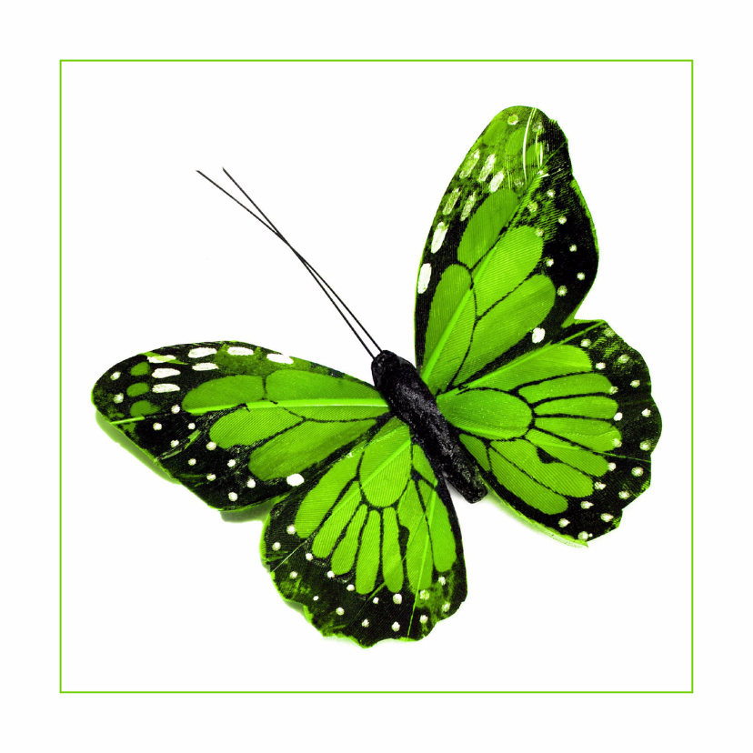 Dierenkaart groene vlinder - Dierenkaarten Dierenkaarten - Dierenkaart groene vlinder
