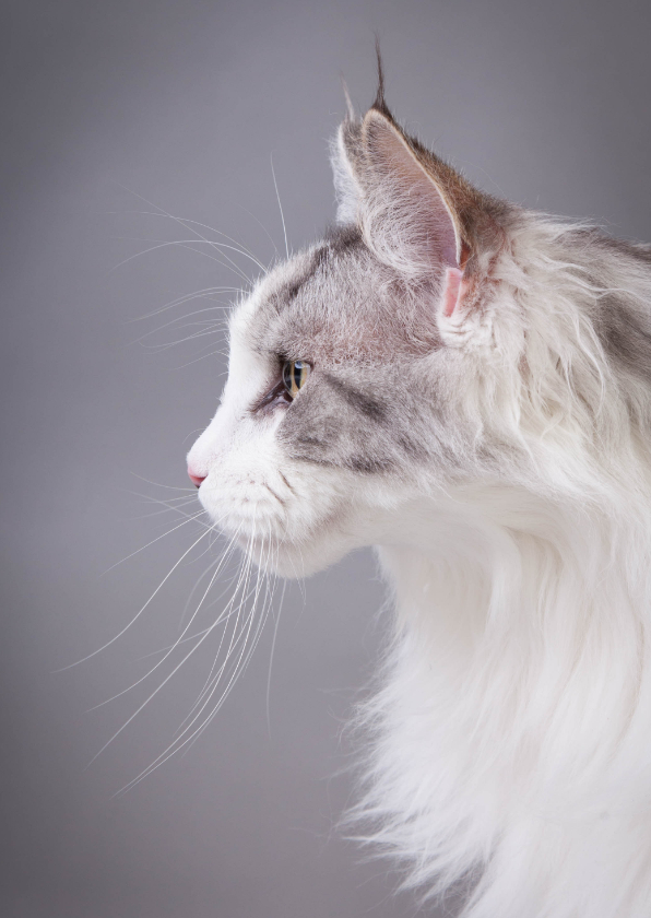 Dierenkaarten - Dierenkaart - Kat portret