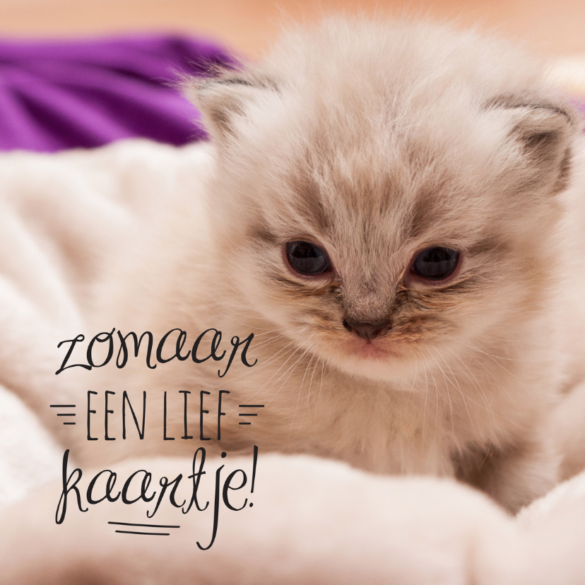 Dierenkaarten - Dierenkaart kitten zomaar