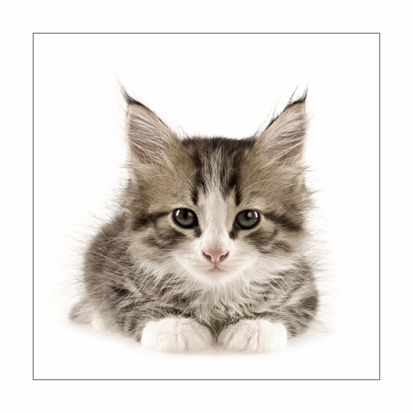 Dierenkaart Kitten - Dierenkaarten Dierenkaarten - Dierenkaart Kitten