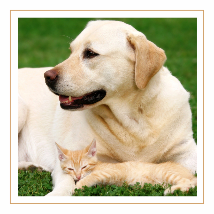 Dierenkaart labrador met kat - Dierenkaarten Dierenkaarten - Dierenkaart labrador met kat