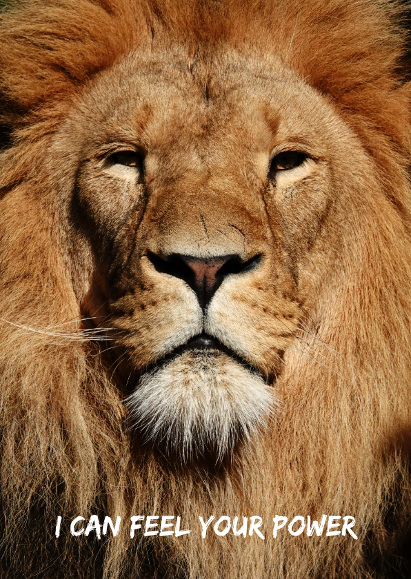 Dierenkaarten - Dierenkaart leeuw 'I can feel your power'