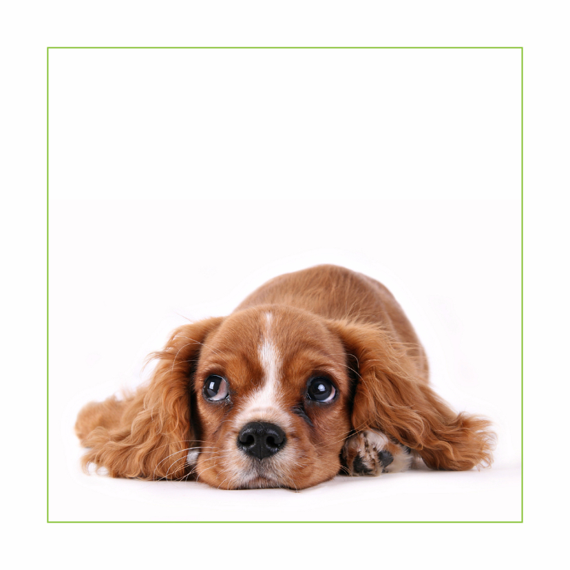 Dierenkaarten - Dierenkaart Lief hondje