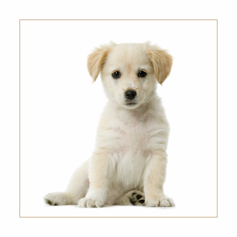 Dierenkaart Lieve pup - Dierenkaarten Dierenkaarten - Dierenkaart Lieve pup