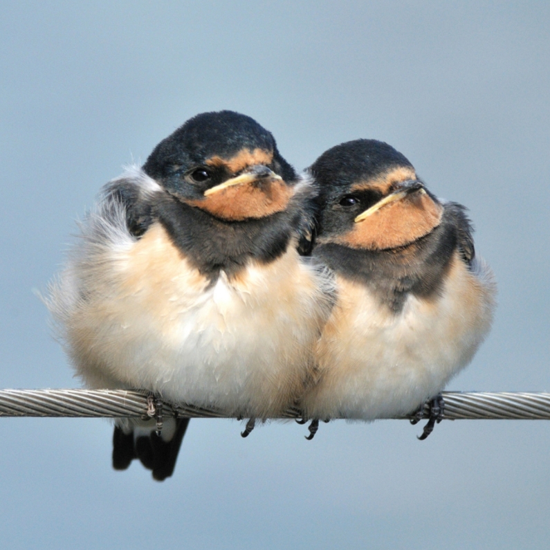 Dierenkaart met Boerenzwaluwen - Dierenkaarten Dierenkaarten - Dierenkaart met Boerenzwaluwen