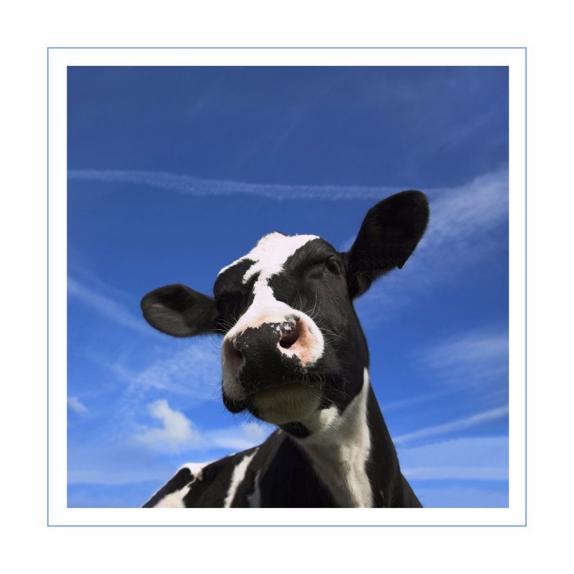 Dierenkaart met grappige koe - Dierenkaarten Dierenkaarten - Dierenkaart met grappige koe