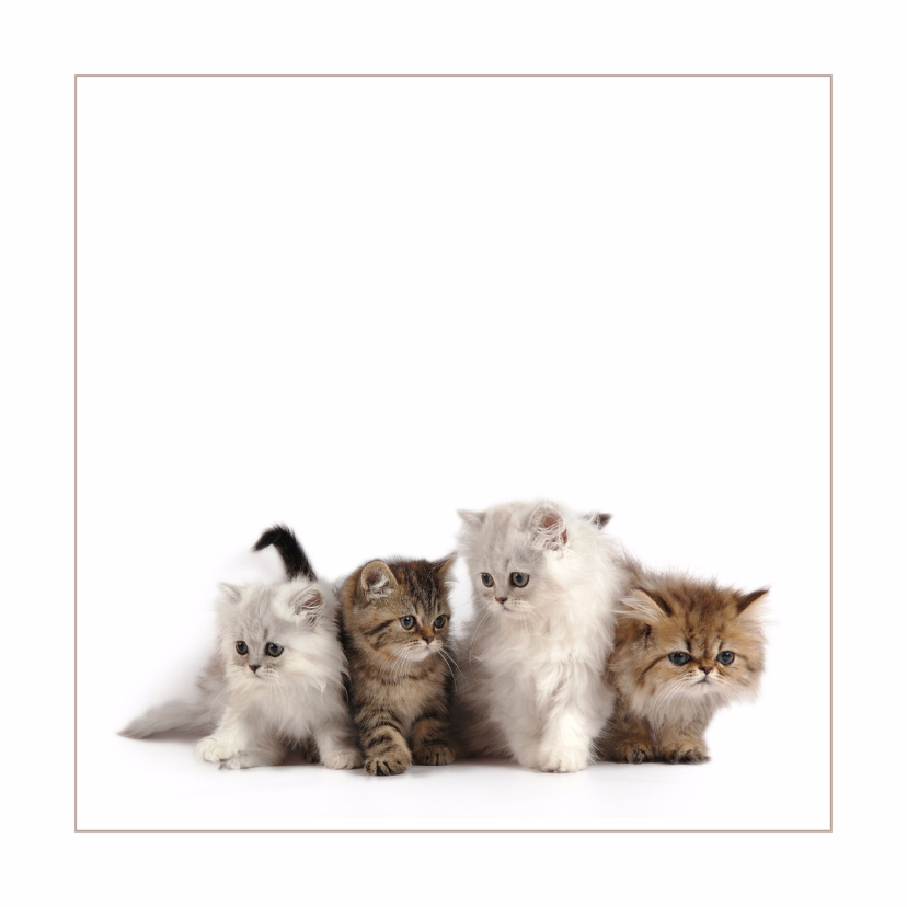 Dierenkaart met kittens - Dierenkaarten Dierenkaarten - Dierenkaart met kittens