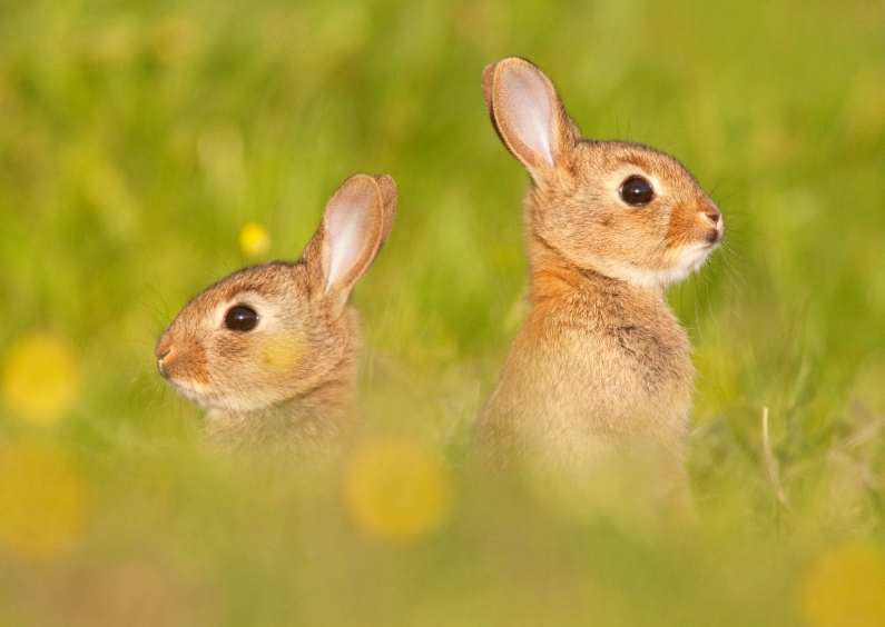 Dierenkaart met konijnen in een veld - Dierenkaarten Dierenkaarten - Dierenkaart met konijnen in een veld