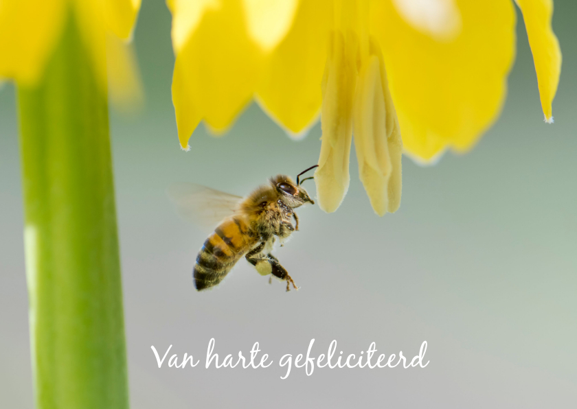 Dierenkaarten - Dierenkaart met vliegende honingbij onder grote gele bloem