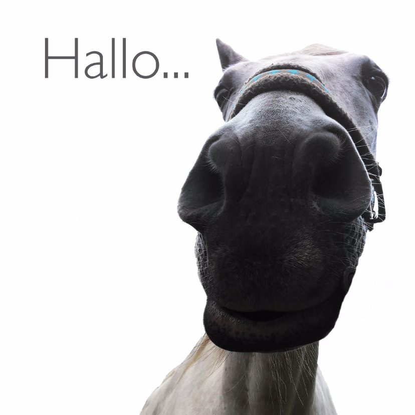 Dierenkaarten - Dierenkaart paard hallo