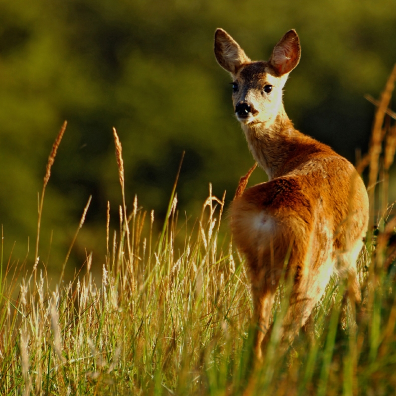 Dierenkaart ree kijkt om - Dierenkaarten Dierenkaarten - Dierenkaart ree kijkt om