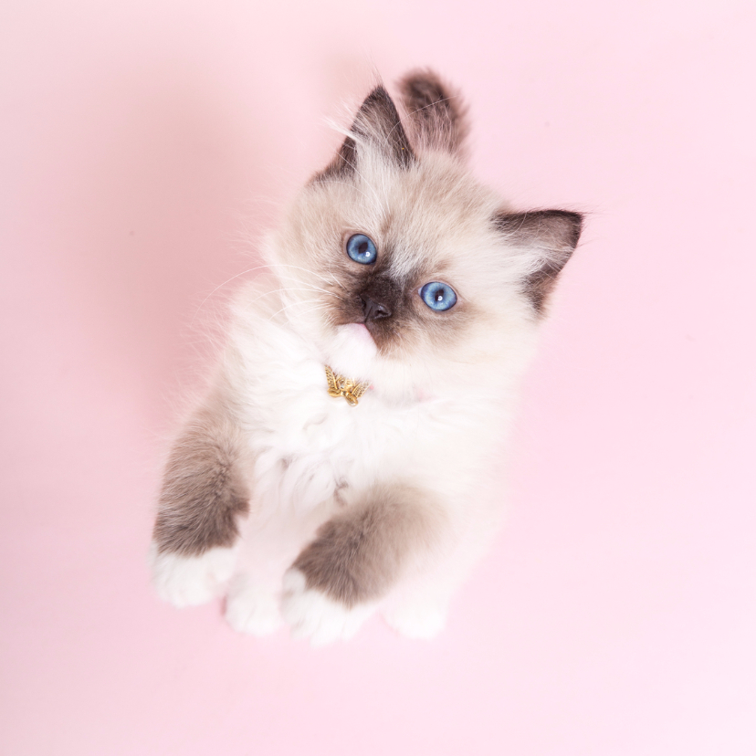 Dierenkaarten - Dierenkaart Roze - kitten staand - Kat