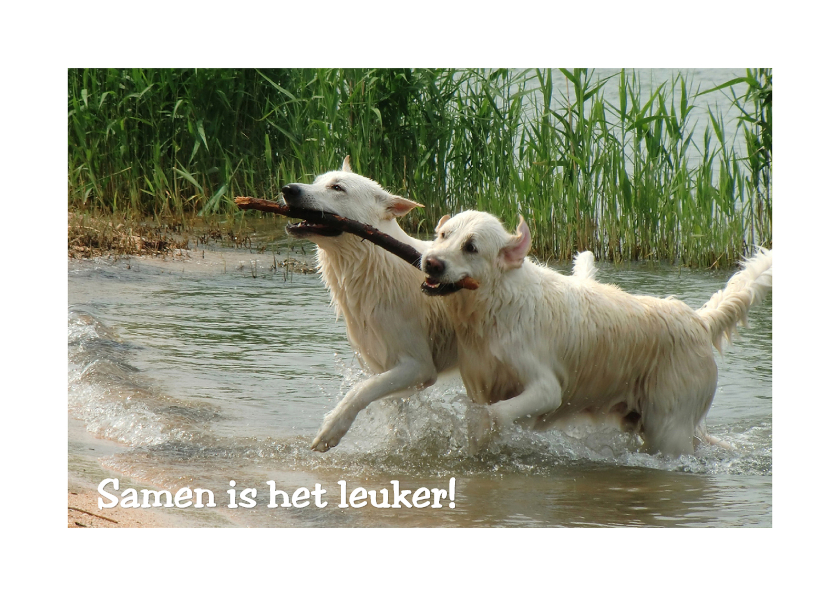 Dierenkaart samen is het leuker - Dierenkaarten Dierenkaarten - Dierenkaart samen is het leuker