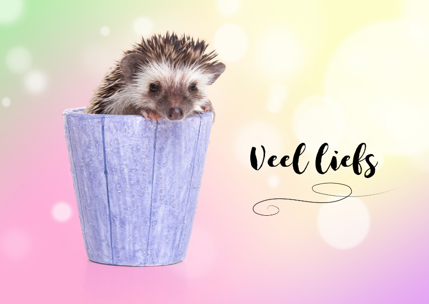 Dierenkaart - Schattig - Egeltje - Dierenkaarten Dierenkaarten - Dierenkaart - Schattig - Egeltje
