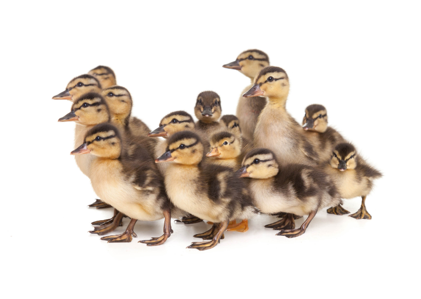 Dierenkaart - Schattige eenden kuikentjes - Dierenkaarten Dierenkaarten - Dierenkaart - Schattige eenden kuikentjes
