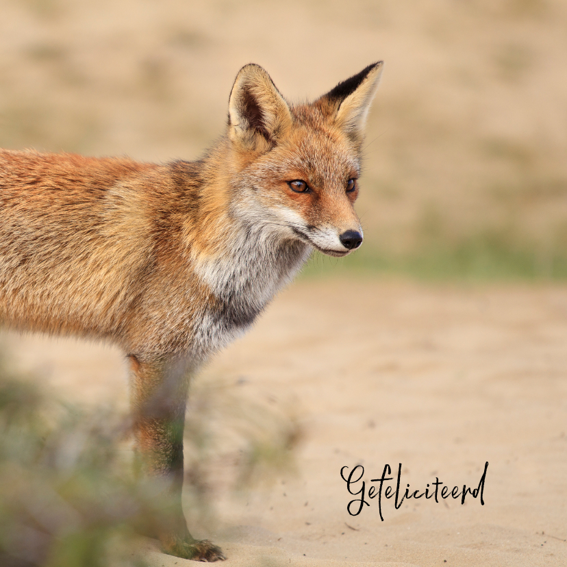 Dierenkaart vos in de duinen - Dierenkaarten Dierenkaarten - Dierenkaart vos in de duinen