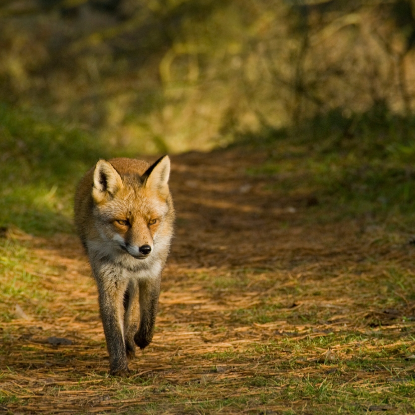Dierenkaarten - Dierenkaart vos loopt naar je toe