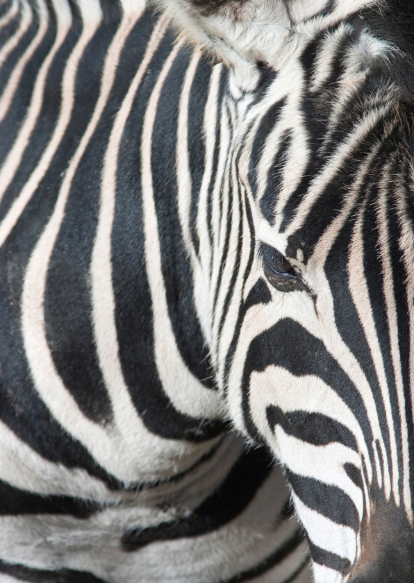 Dierenkaart zebra - Dierenkaarten Dierenkaarten - Dierenkaart zebra