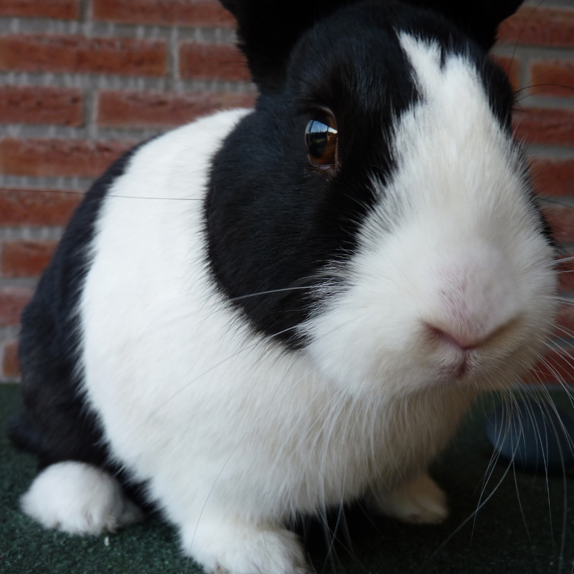 Dierenkaart zwart wit konijn - Dierenkaarten Dierenkaarten - Dierenkaart zwart wit konijn