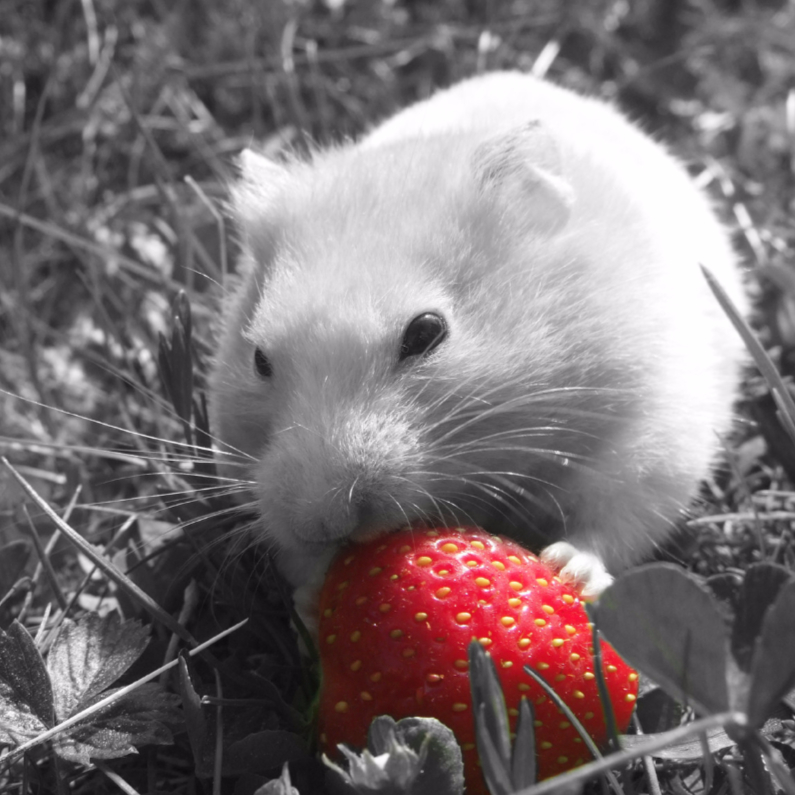 Dierenkaarten - Don't eat my strawberry - DH