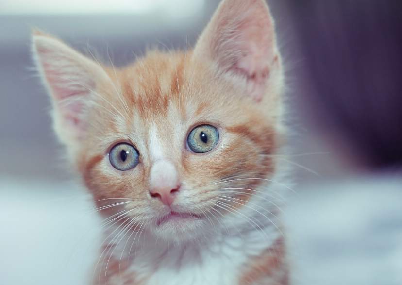 Even kijken hoe het met je gaat - Dierenkaarten Dierenkaarten - Even kijken hoe het met je gaat