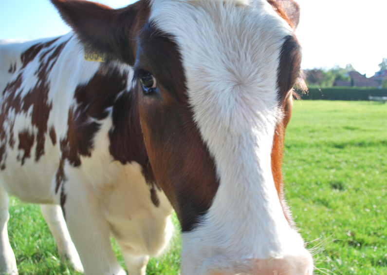 Fotokaart Koe - Dierenkaarten Dierenkaarten - Fotokaart Koe