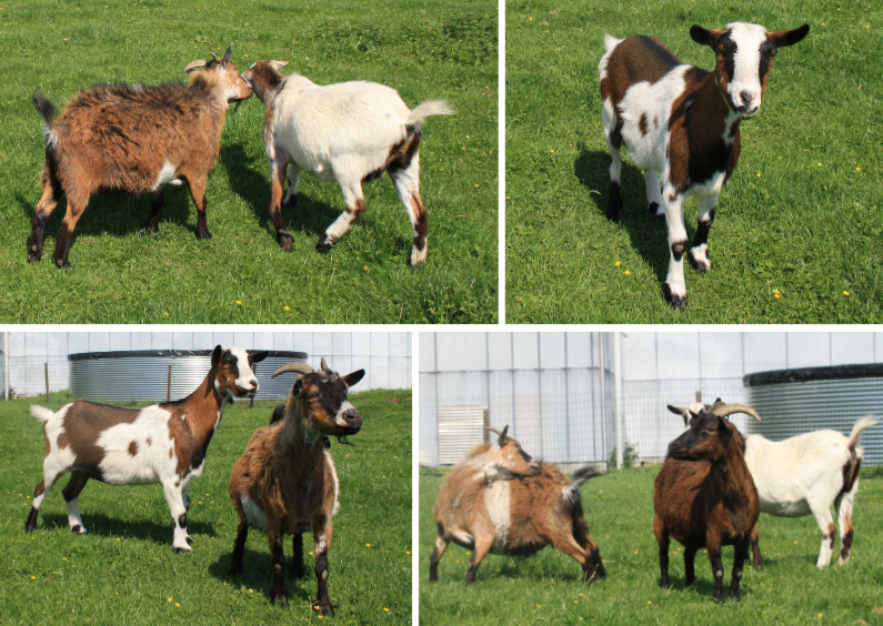 Geiten - Dierenkaarten Dierenkaarten - Geiten