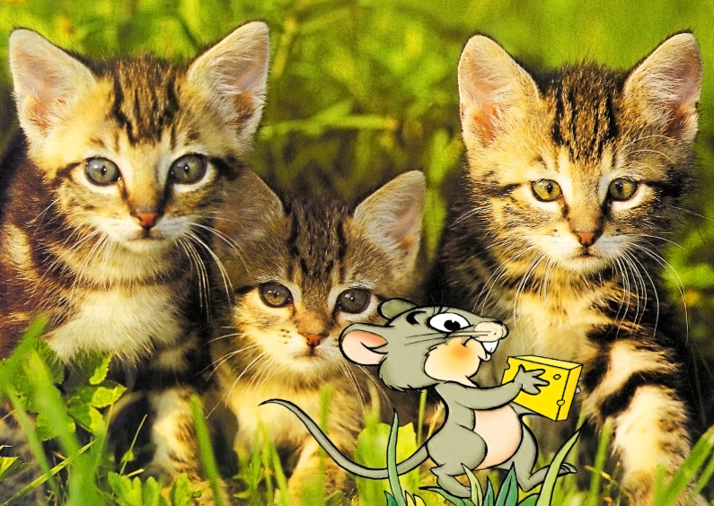 Grappige dierenkaart 3 katten met muisje - Dierenkaarten Dierenkaarten - Grappige dierenkaart 3 katten met muisje