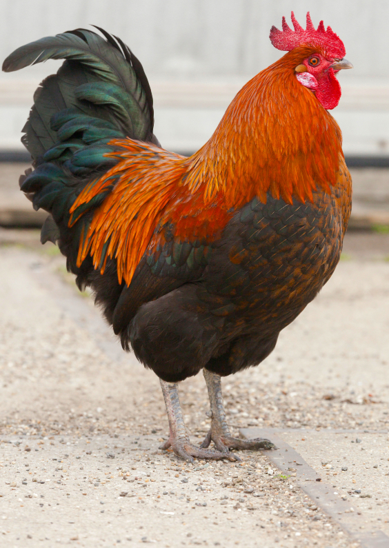 Haantje - Dierenkaarten Dierenkaarten - Haantje