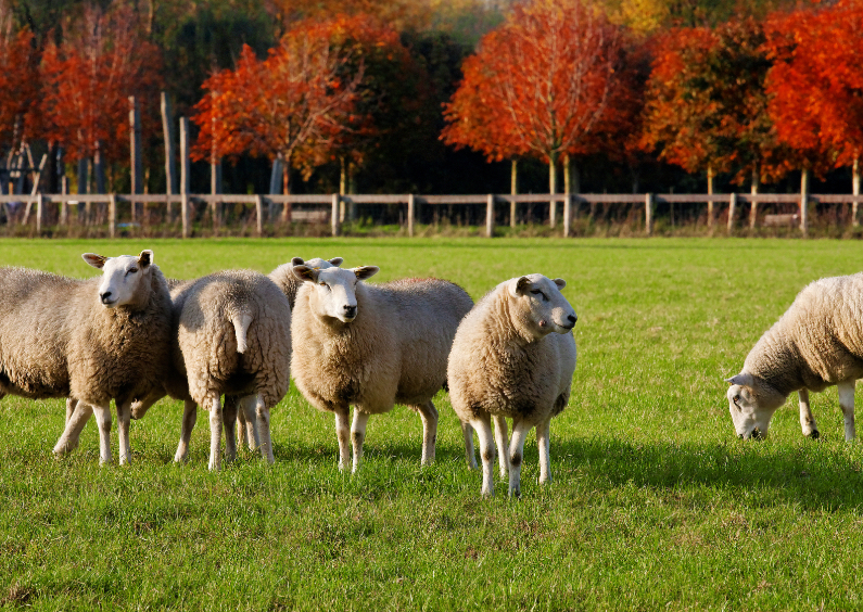 Herfst bij de schapen - OT - Dierenkaarten Dierenkaarten - Herfst bij de schapen - OT