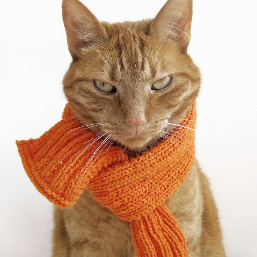 Hij zit er warm bij - Dierenkaarten Dierenkaarten - Hij zit er warm bij