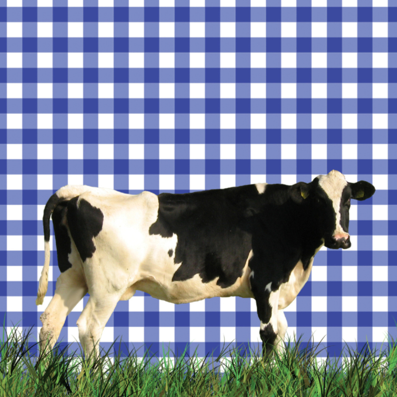 Hollandse koe in het gras - Dierenkaarten Dierenkaarten - Hollandse koe in het gras