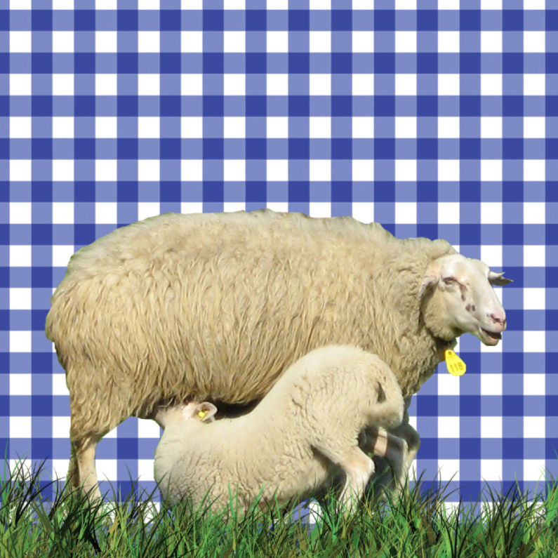 Hollandse schapen - Dierenkaarten Dierenkaarten - Hollandse schapen