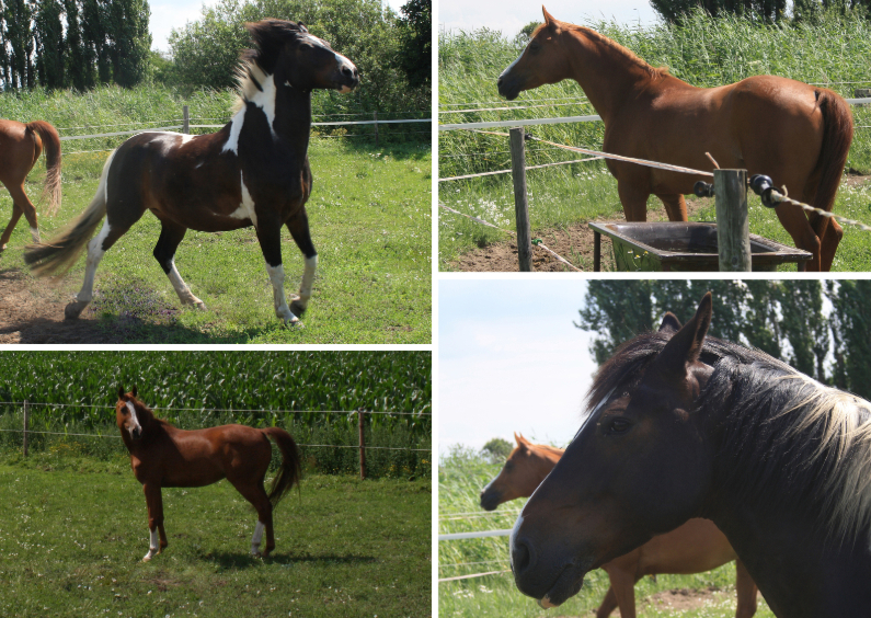 Horses - Dierenkaarten Dierenkaarten - Horses