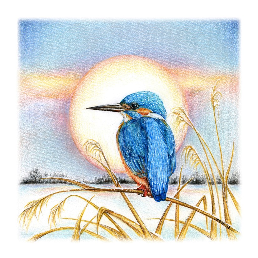 ijsvogel in de winter - Dierenkaarten Dierenkaarten - ijsvogel in de winter