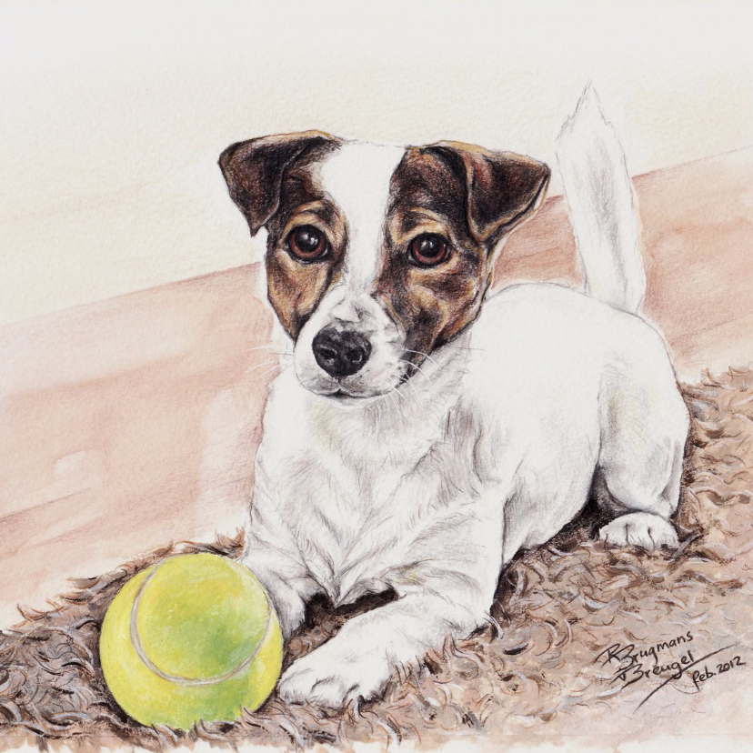 Jack Russell met tennisbal - Dierenkaarten Dierenkaarten - Jack Russell met tennisbal