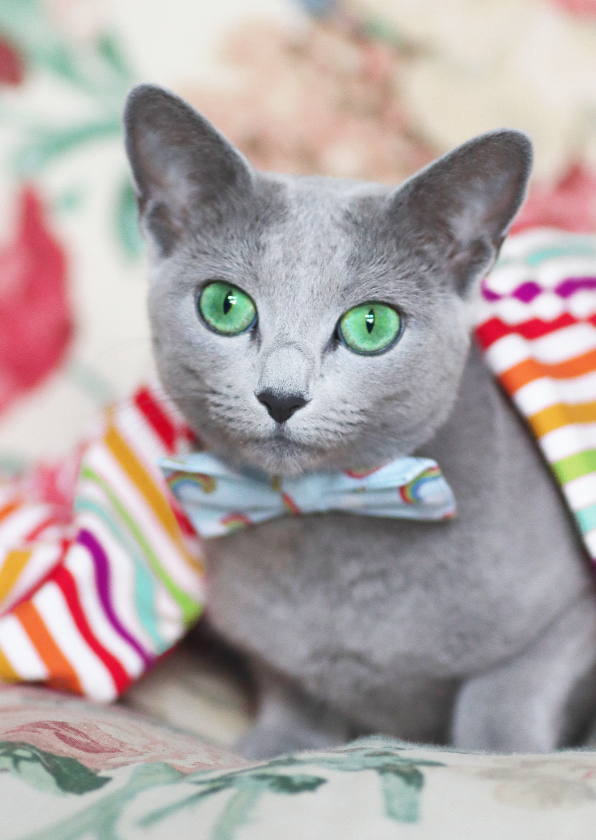 Kaart met regenboogkleuren en grijze kat met een strikje - Dierenkaarten Dierenkaarten - Kaart met regenboogkleuren en grijze kat met een strikje