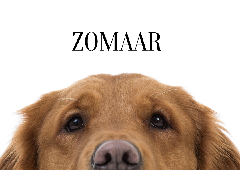 Dierenkaarten - KNGF Geleidehond dierenkaart als je het niet verwacht