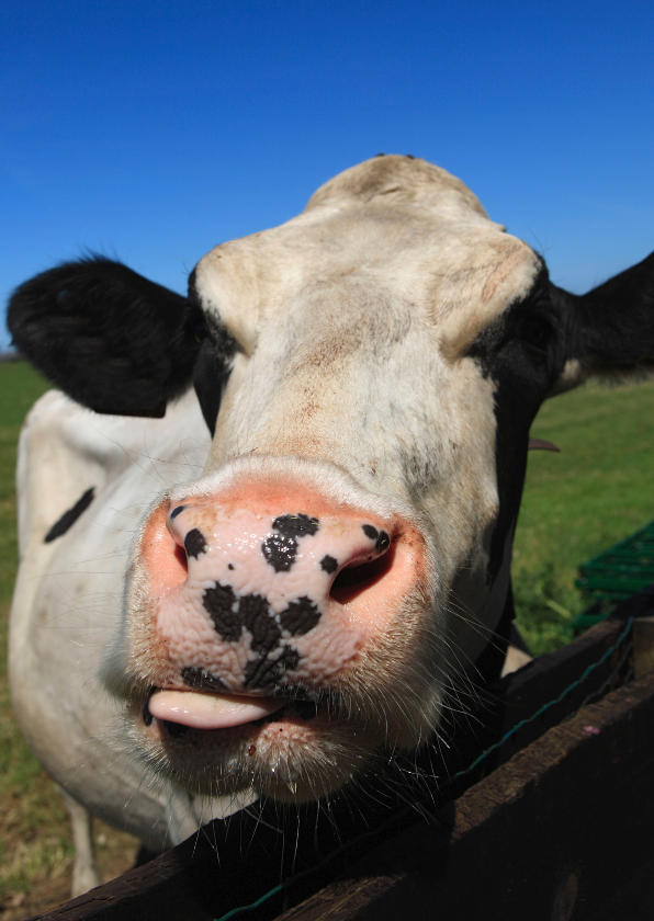 Koe I - Dierenkaarten Dierenkaarten - Koe I