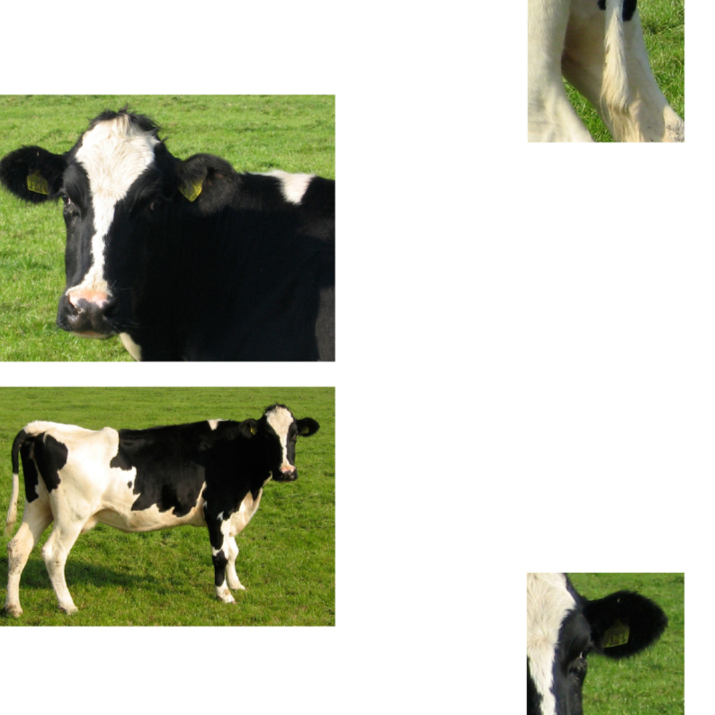 Koe in beeld - Dierenkaarten Dierenkaarten - Koe in beeld