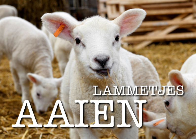 Lammetjes aaien - OTTI - Dierenkaarten Dierenkaarten - Lammetjes aaien - OTTI