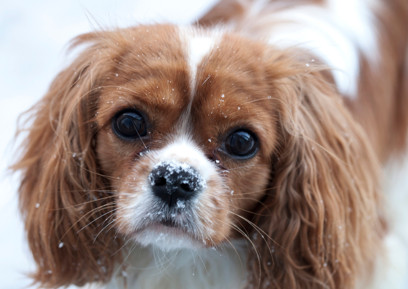 lieve hond in de sneeuw - Dierenkaarten Dierenkaarten - lieve hond in de sneeuw