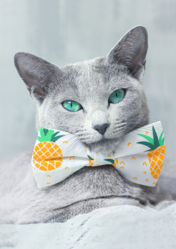 Lieve kaart van grijze kat en ananas - Dierenkaarten Dierenkaarten - Lieve kaart van grijze kat en ananas