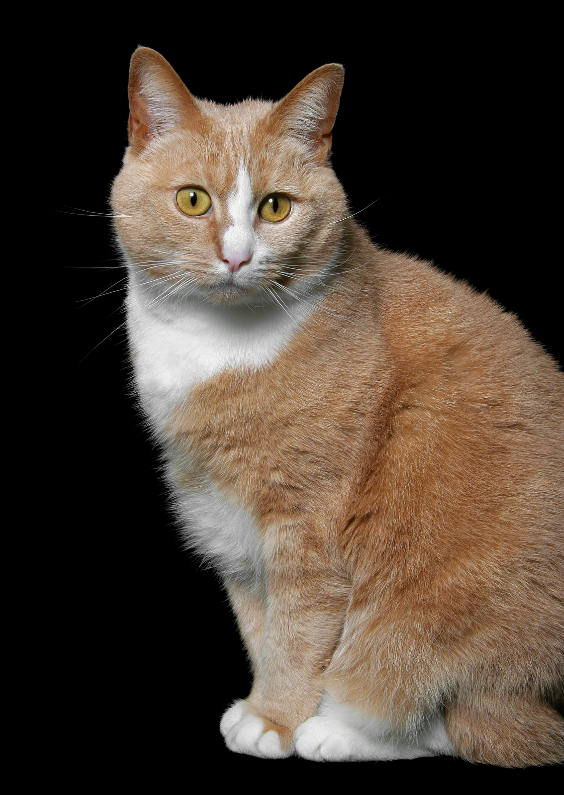 Dierenkaarten - Lieve Poes - OT