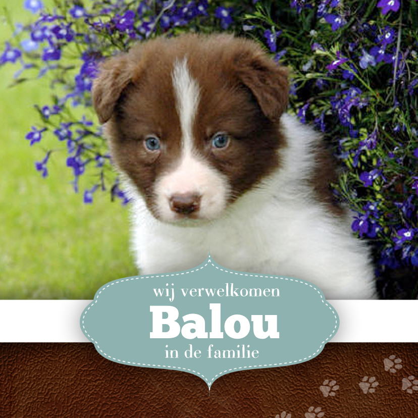 Nieuwe puppy - Dierenkaarten Dierenkaarten - Nieuwe puppy